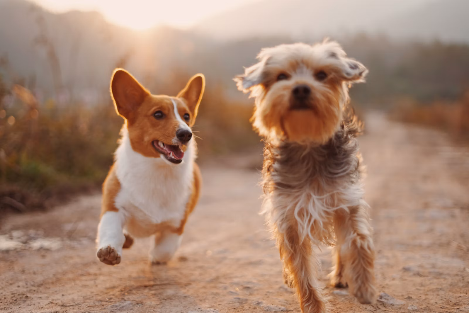 Canais e horário de atendimento da Petstop